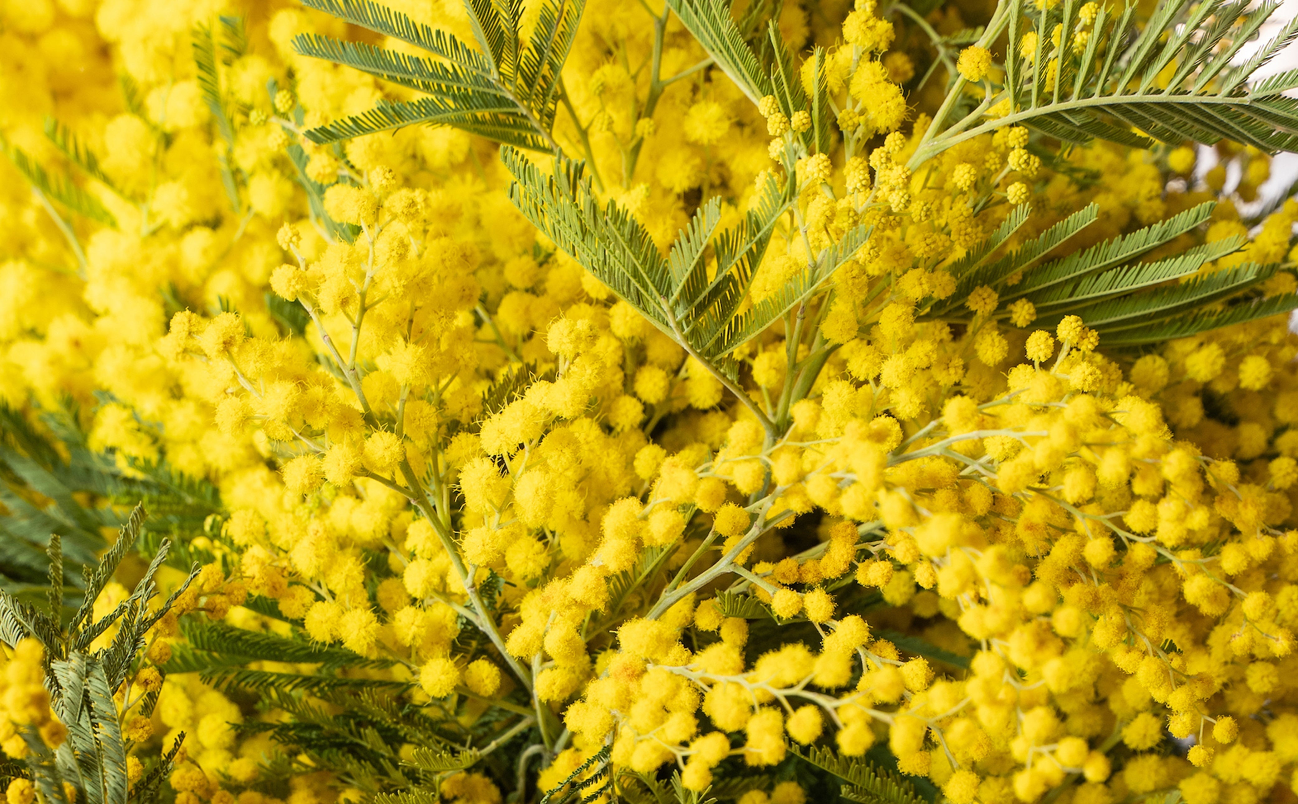 The language of Mimosa