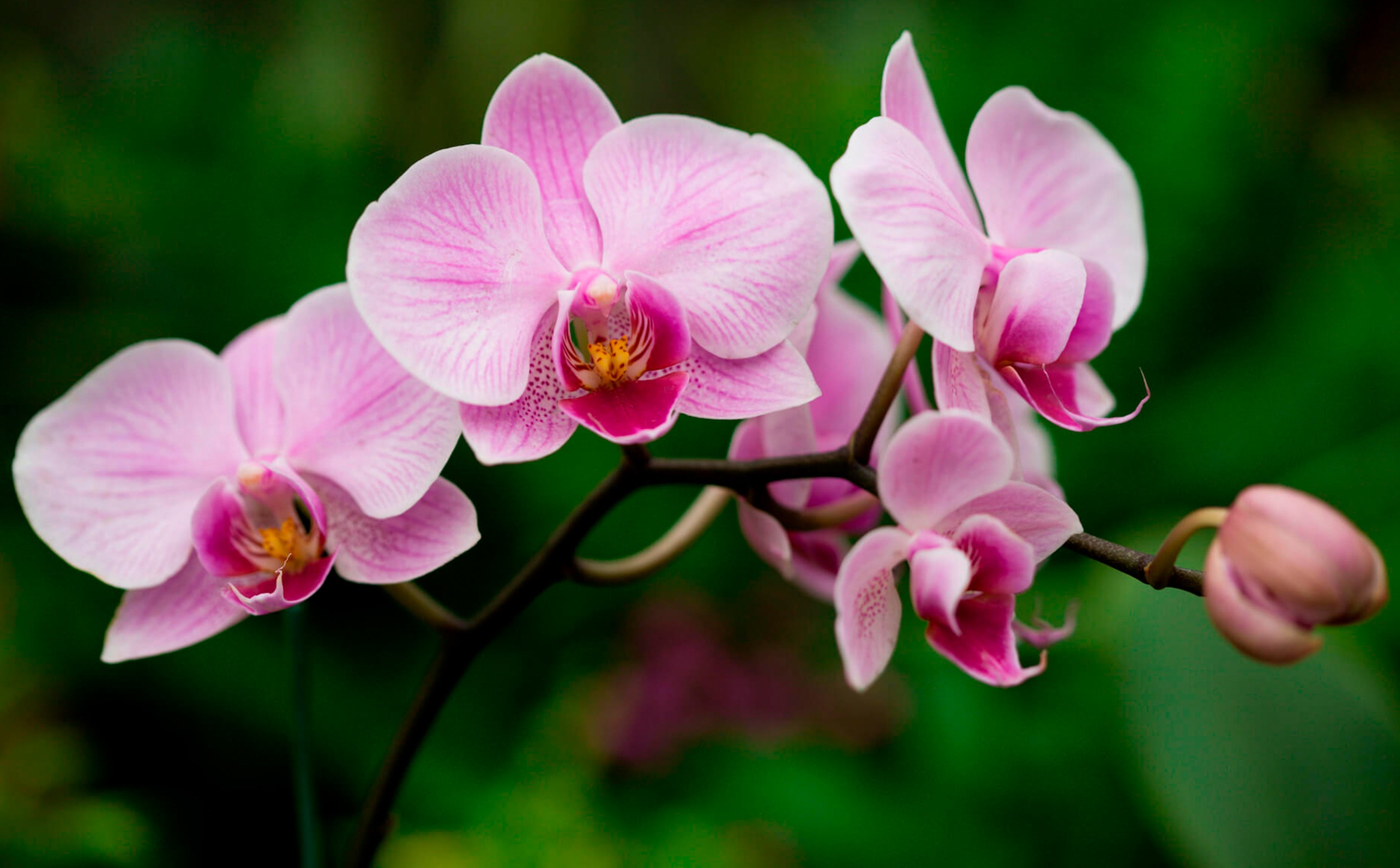 The language of Orchids