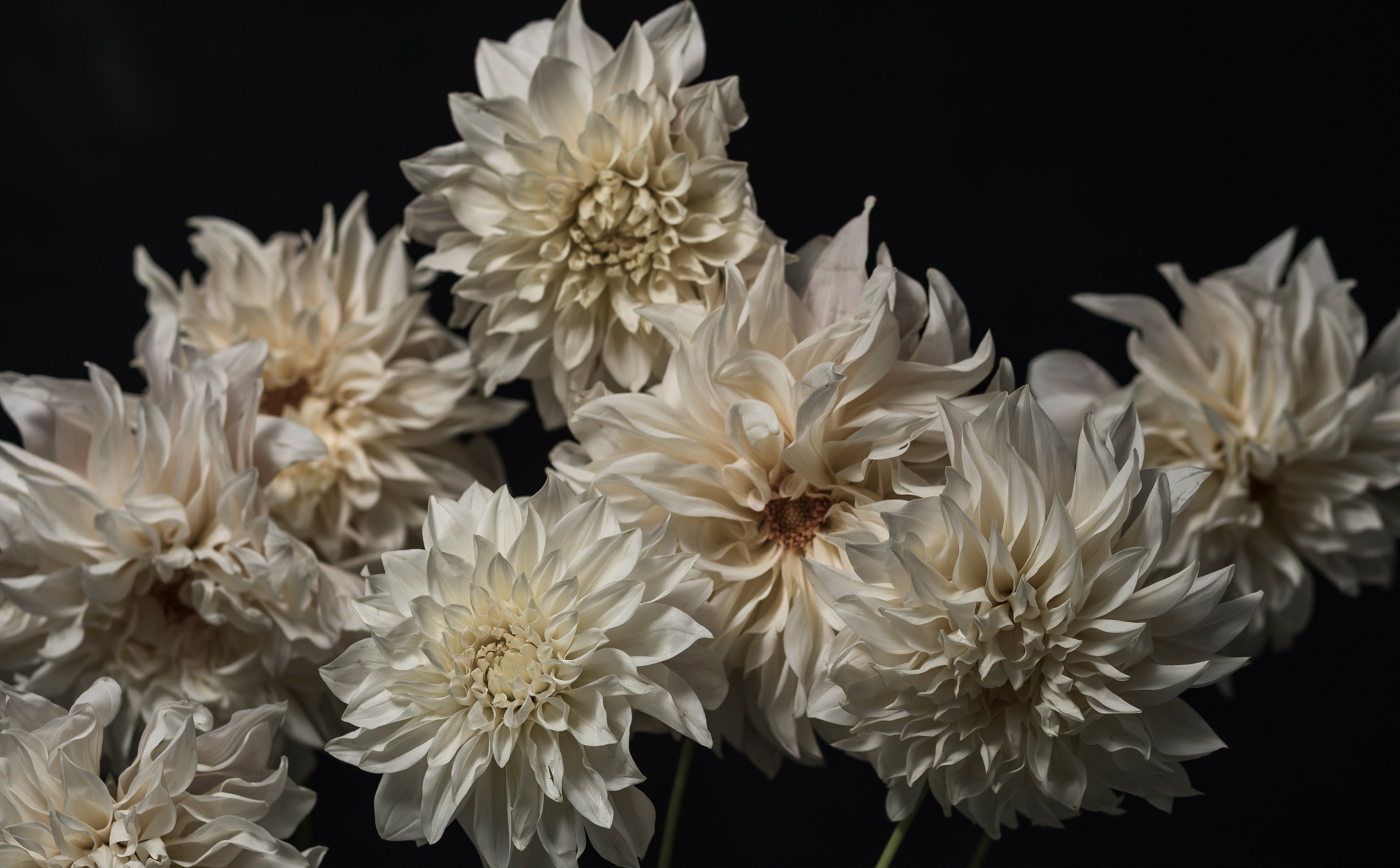 The language of Dahlias