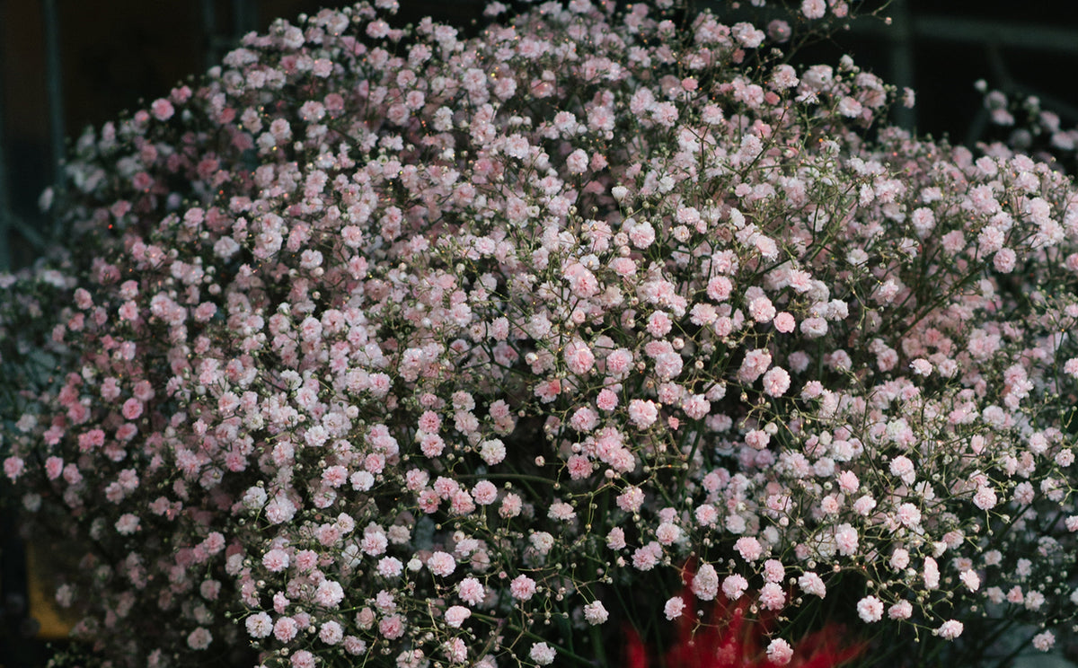 The Language of Gypsophila | Wild at Heart – Symbolism & Styling Tips