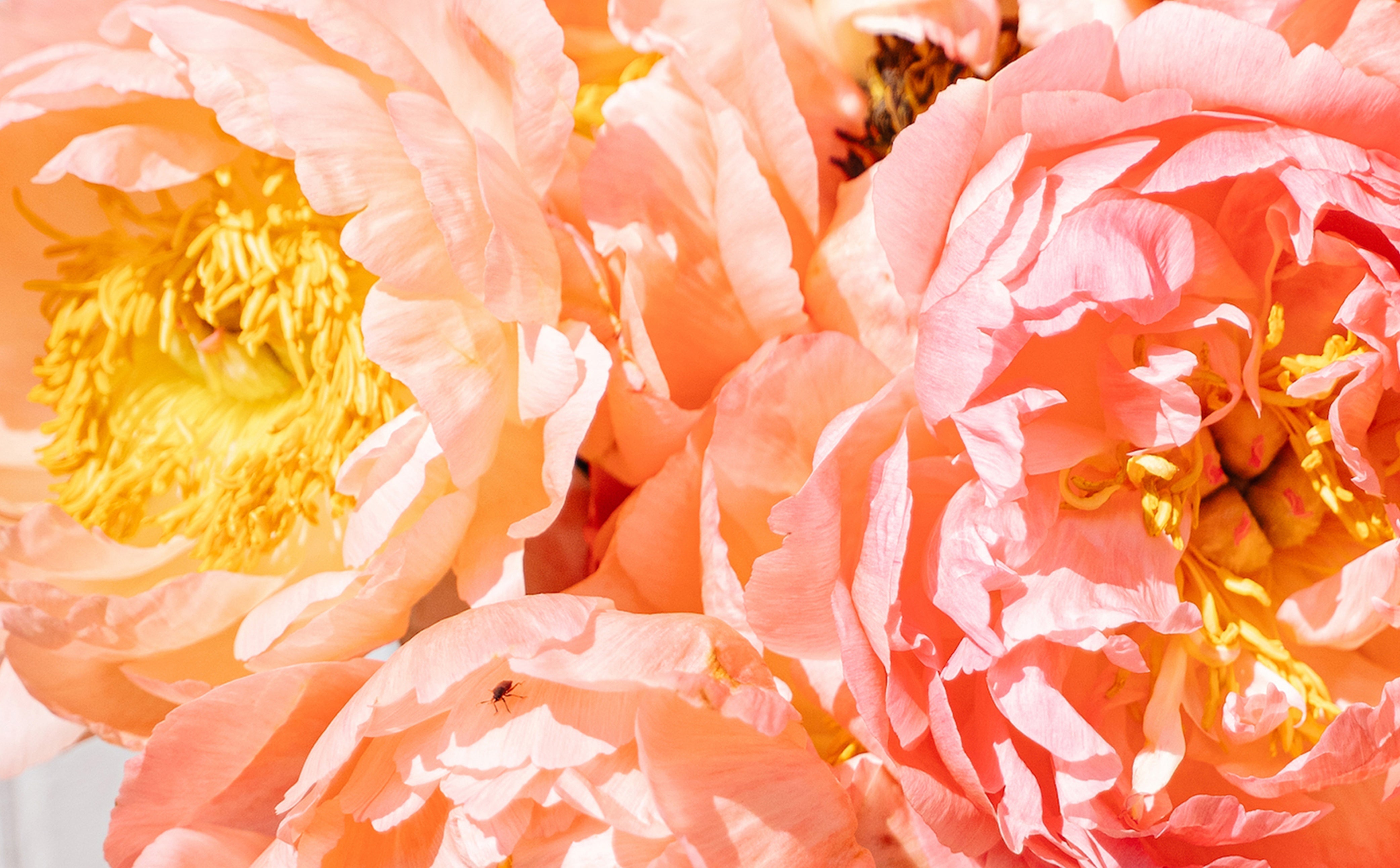 The language of Peonies