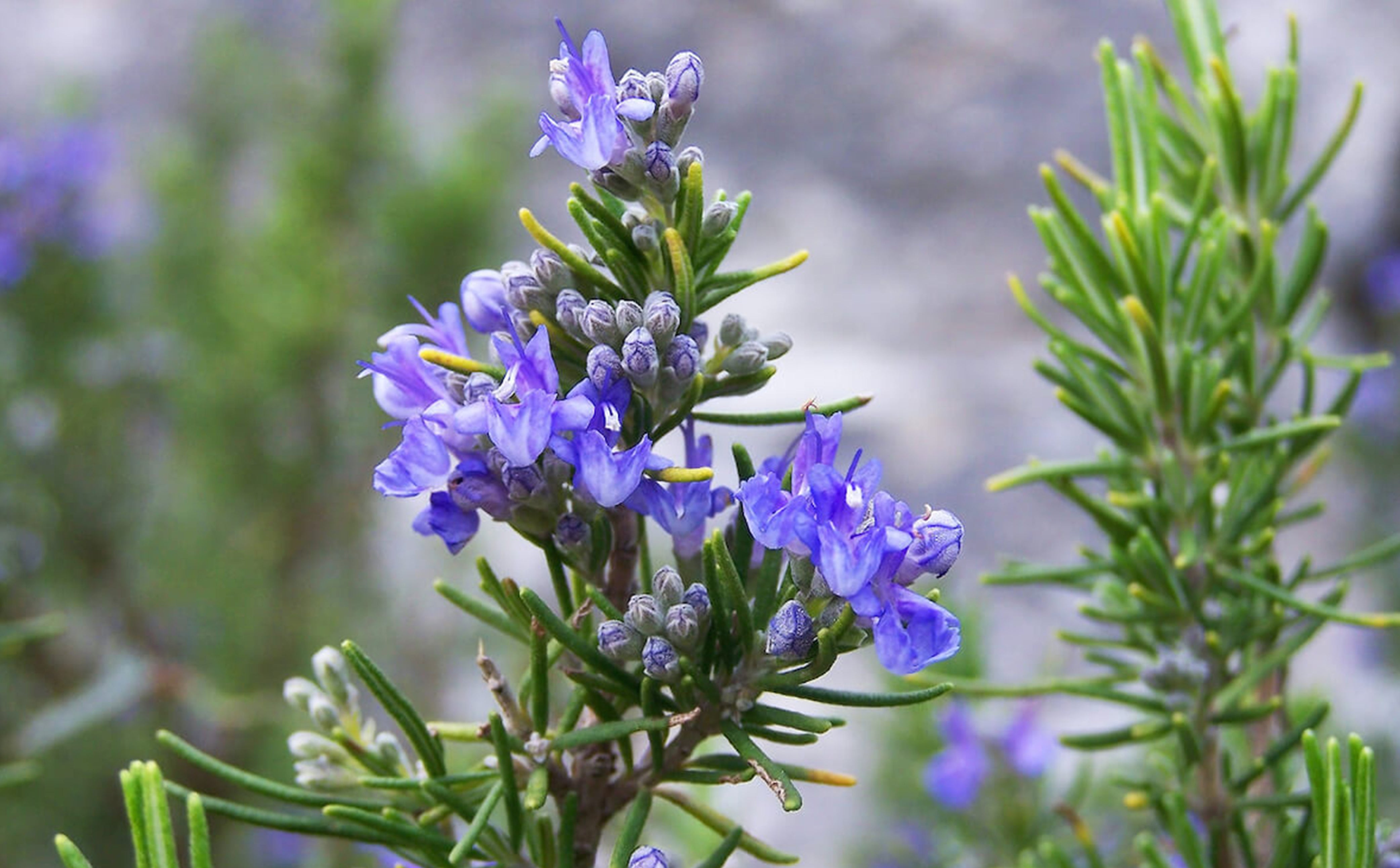 the-language-of-rosemary-wild-at-heart