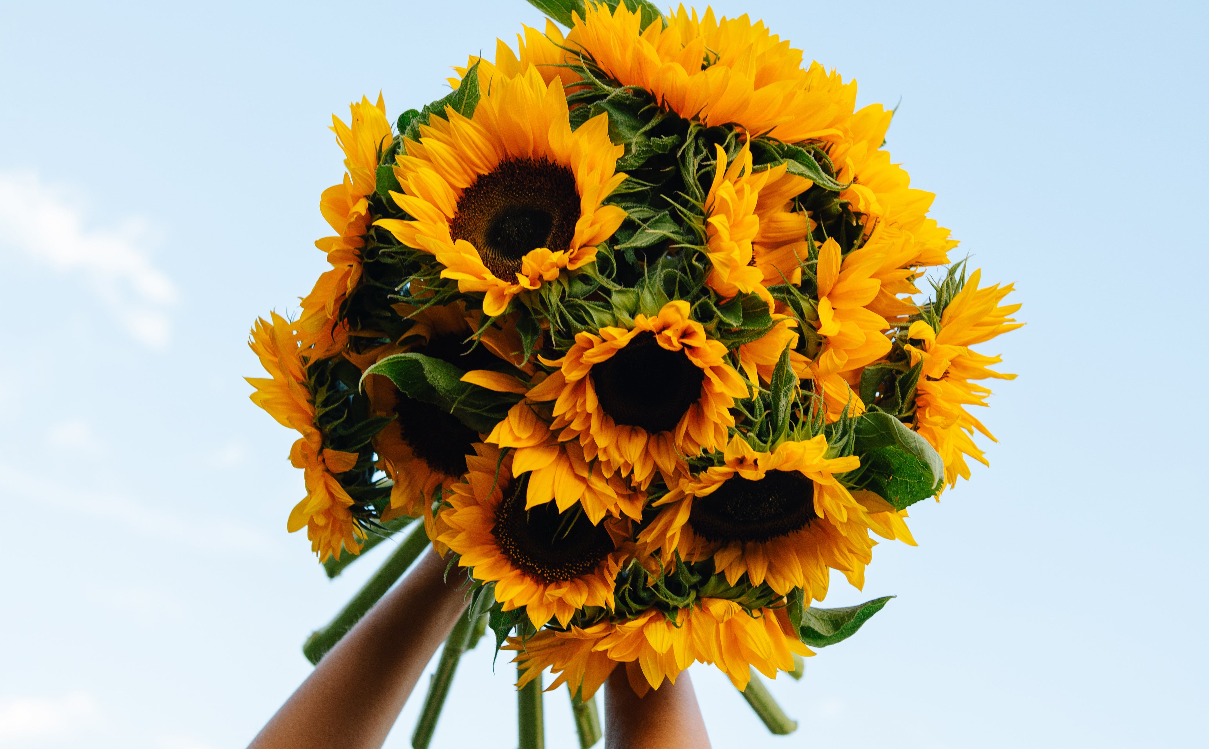 The language of Sunflowers