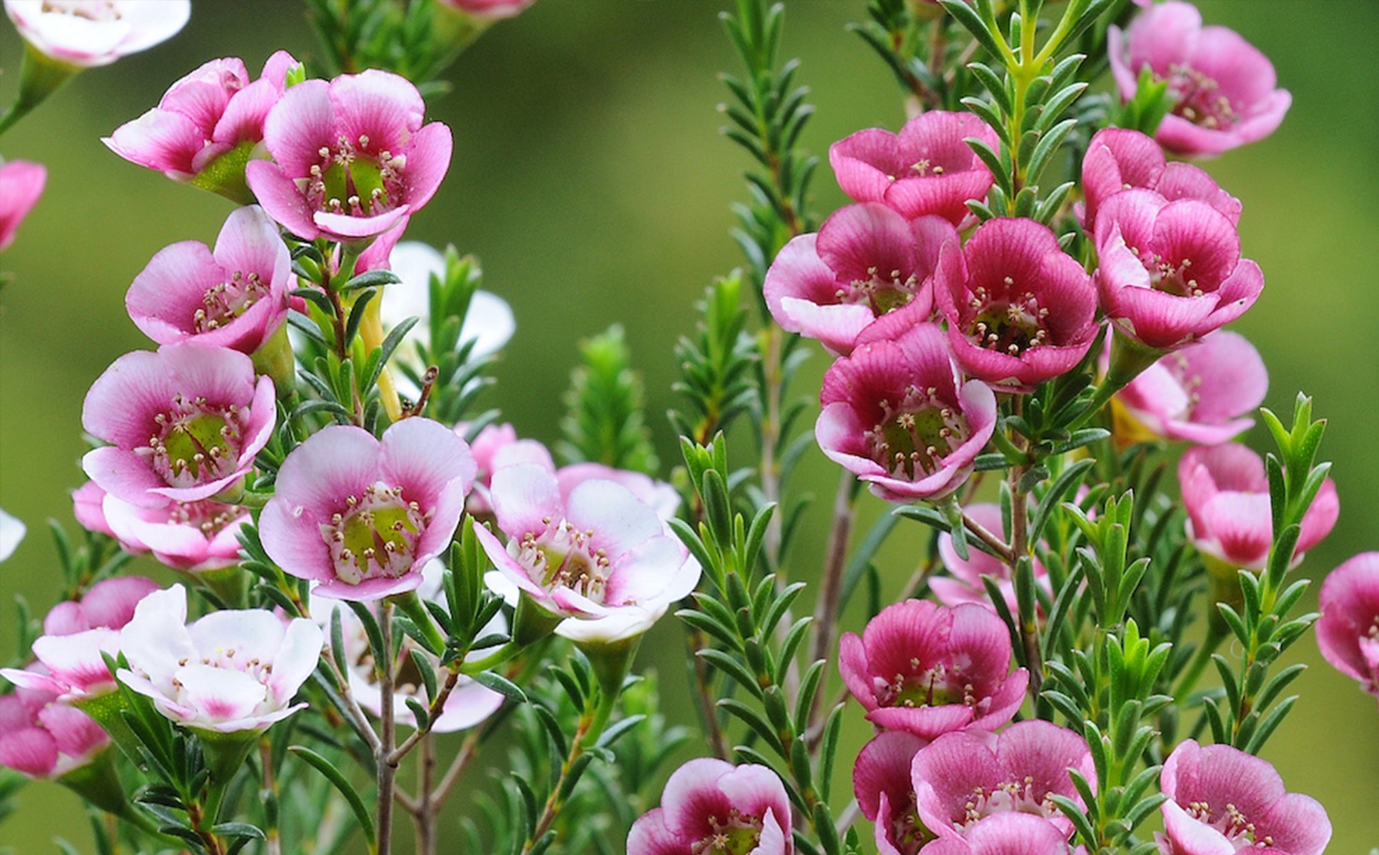 The Language of Wax Flowers | Wild at Heart – Symbolism & Styling Tips