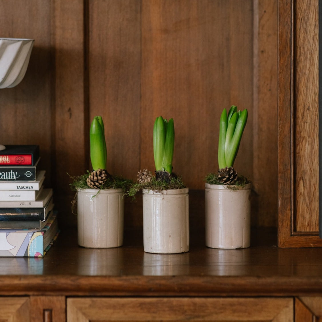 Mini Hyacinth Bulbs