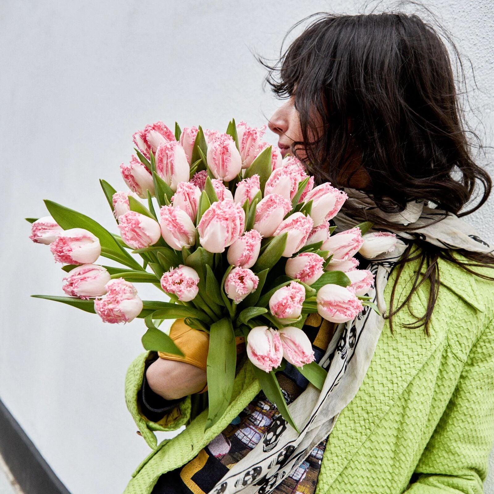 Pink Fringed Tulips