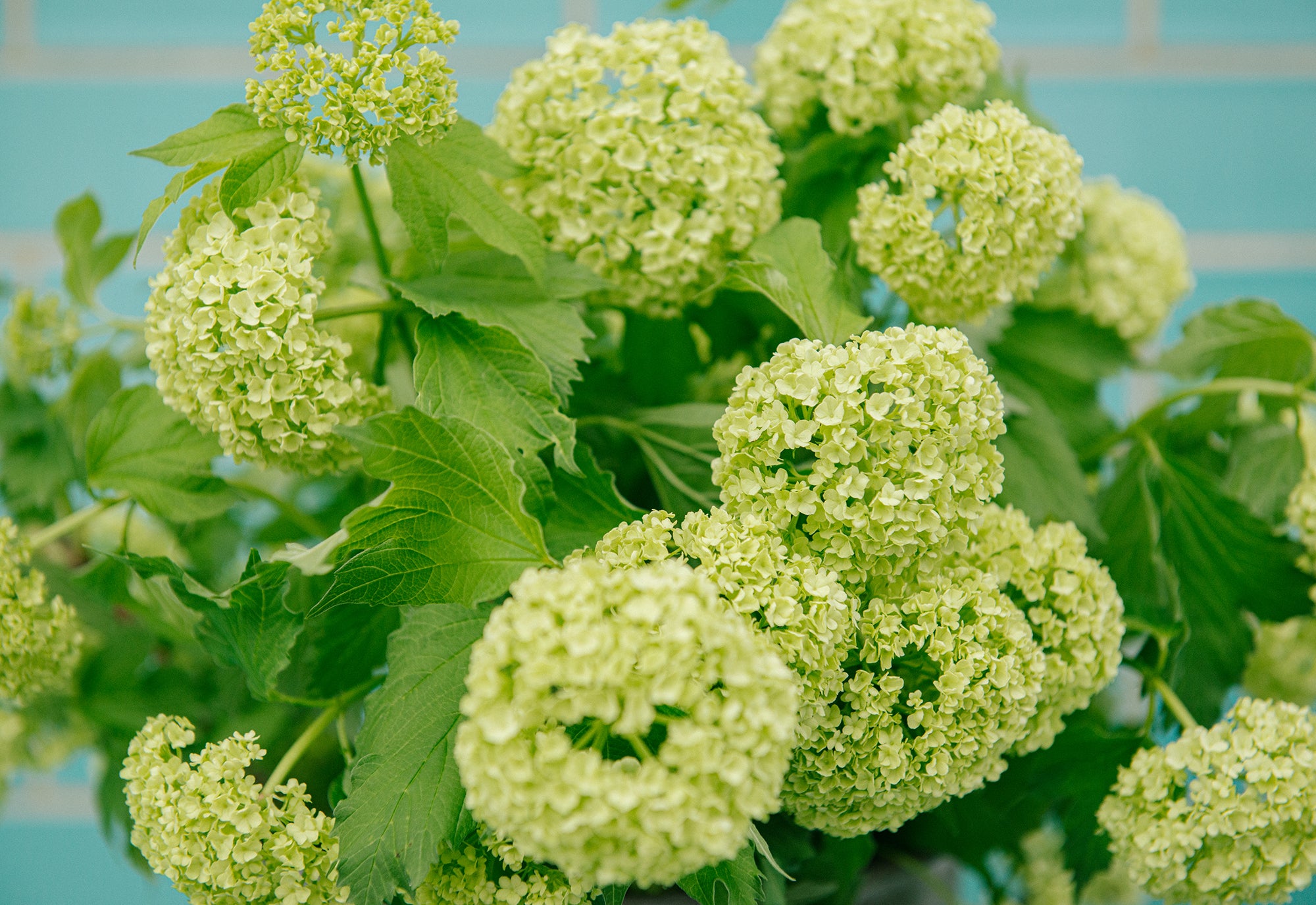 Guelder Rose - Flower Stand - Nikki Tibbles Wild at Heart - Wild at Heart