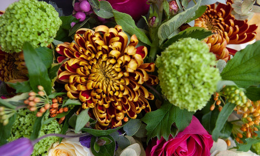 Why we Love: Chrysanthemum