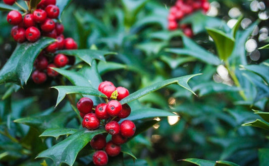The language of Holly