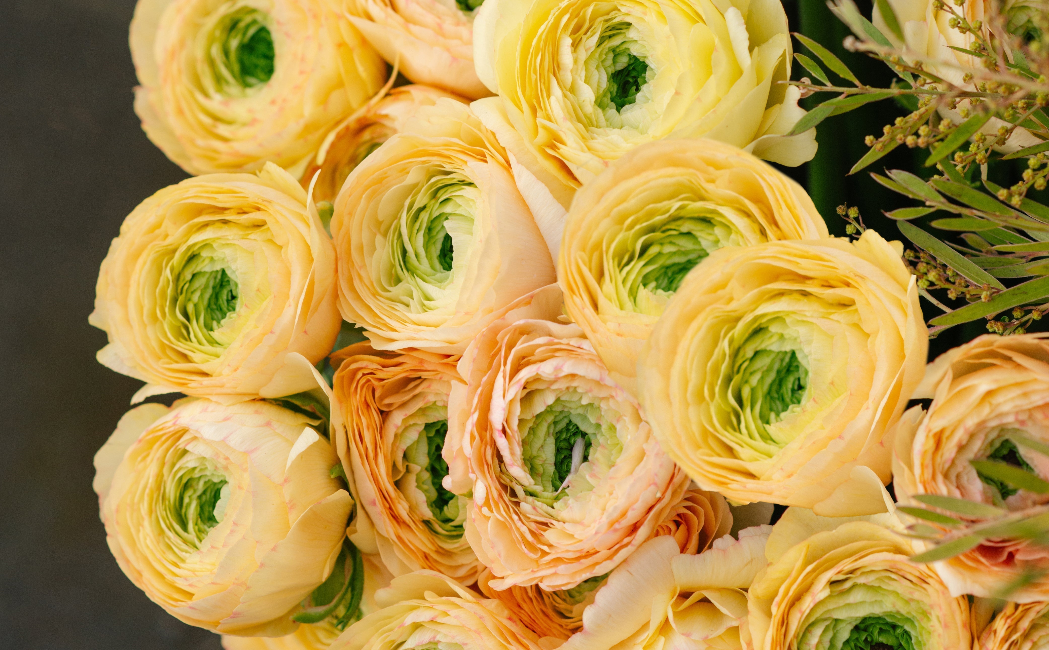 The language of Ranunculus