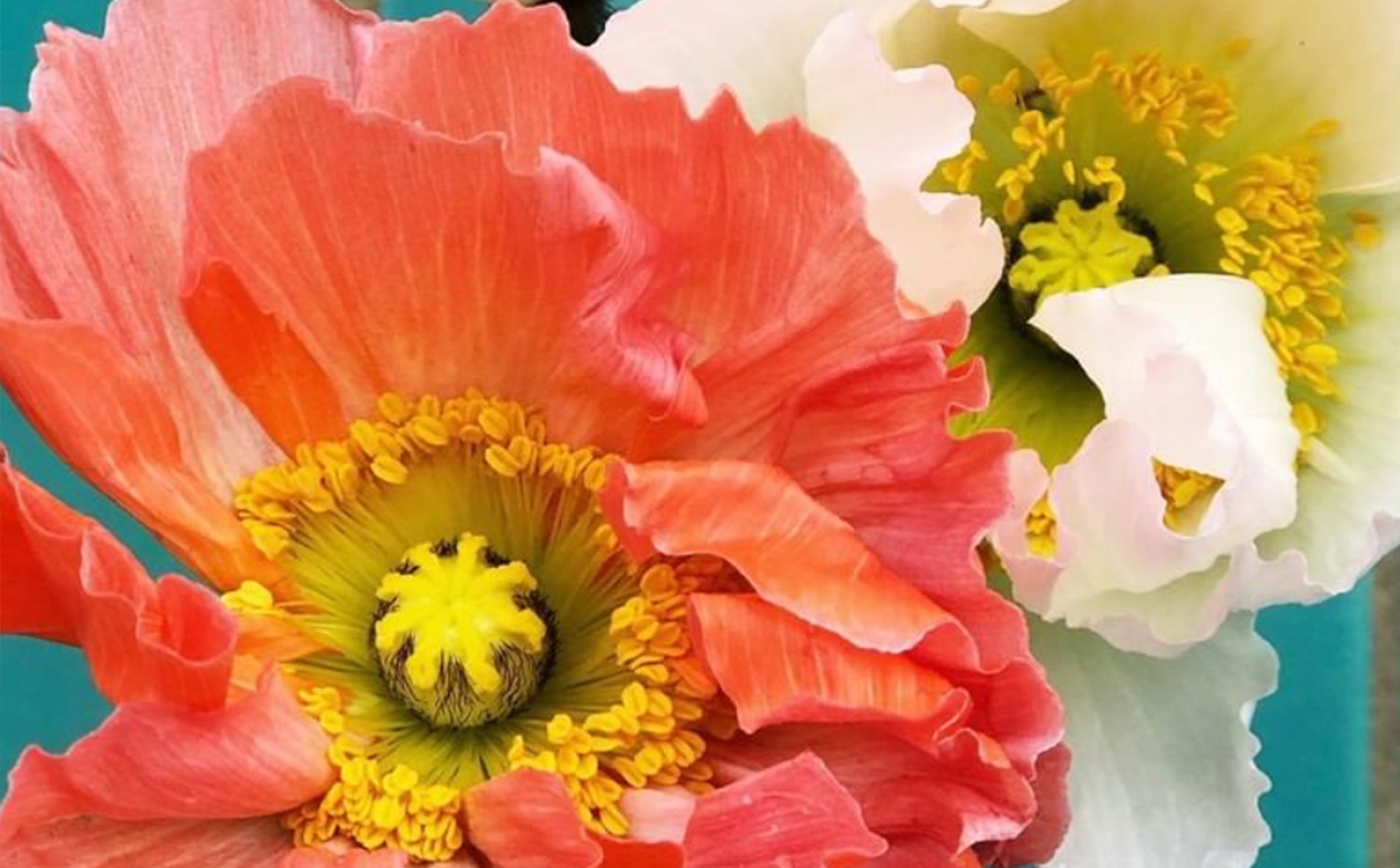 The language of Icelandic Poppies
