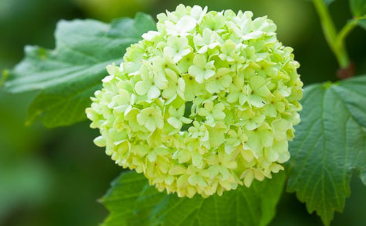 The language of Guelder Rose
