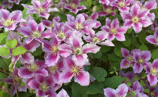 The language of Clematis