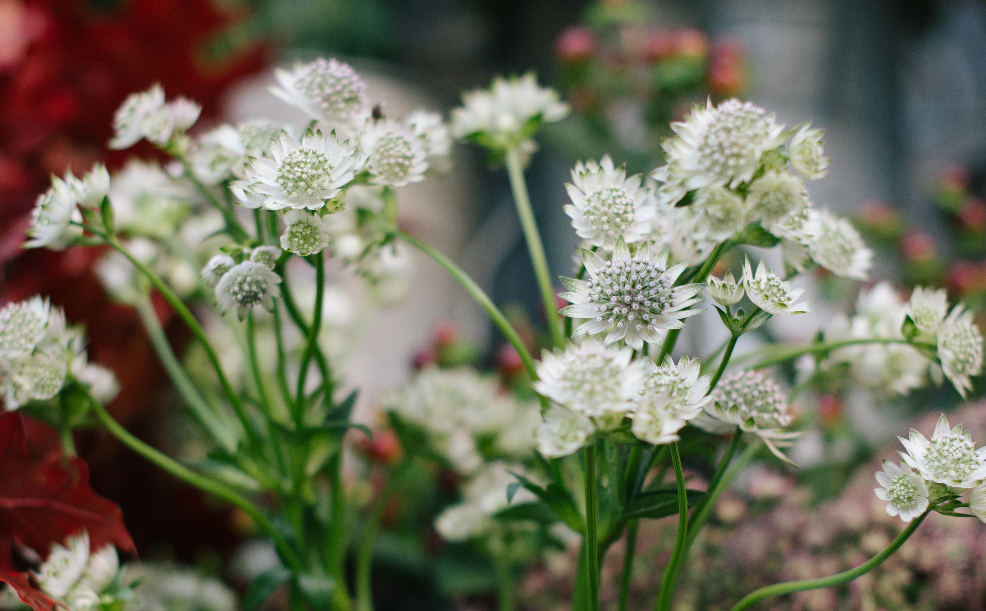 The Language of Astrantia