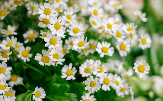 The language of Daisies