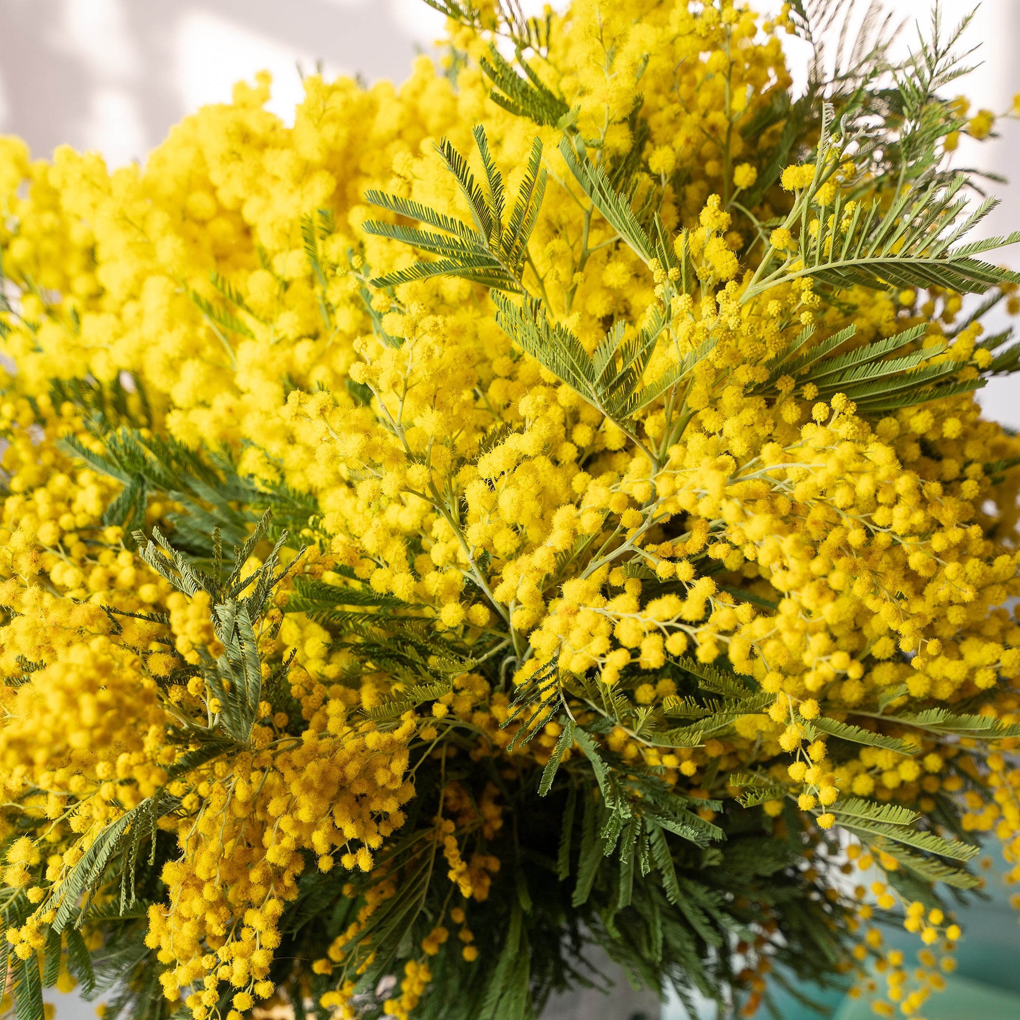 The language of Mimosa