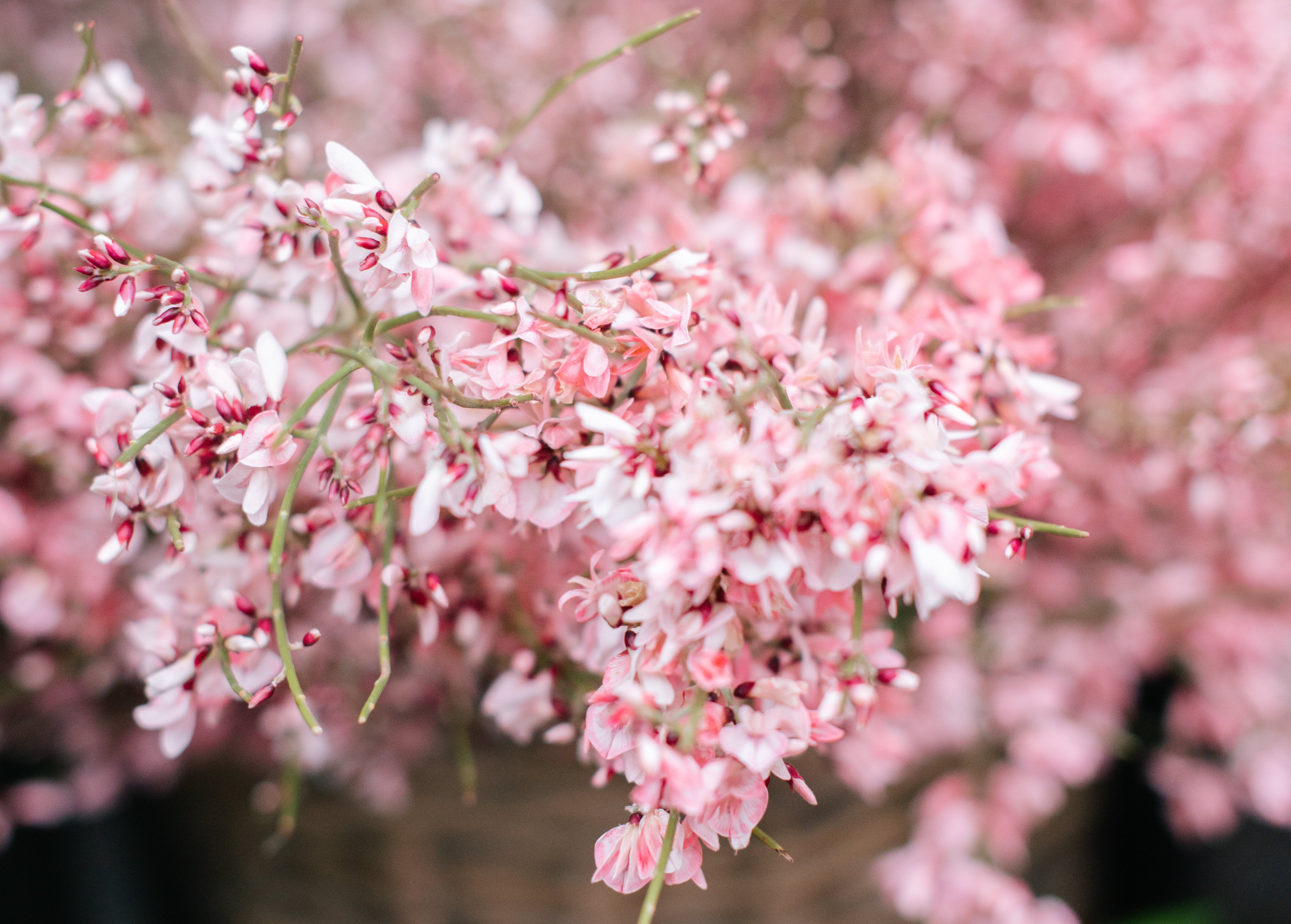 Our Favourite Cherry Blossom Locations in London