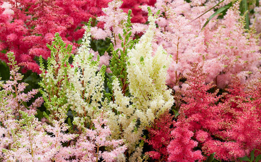 The language of Astilbe