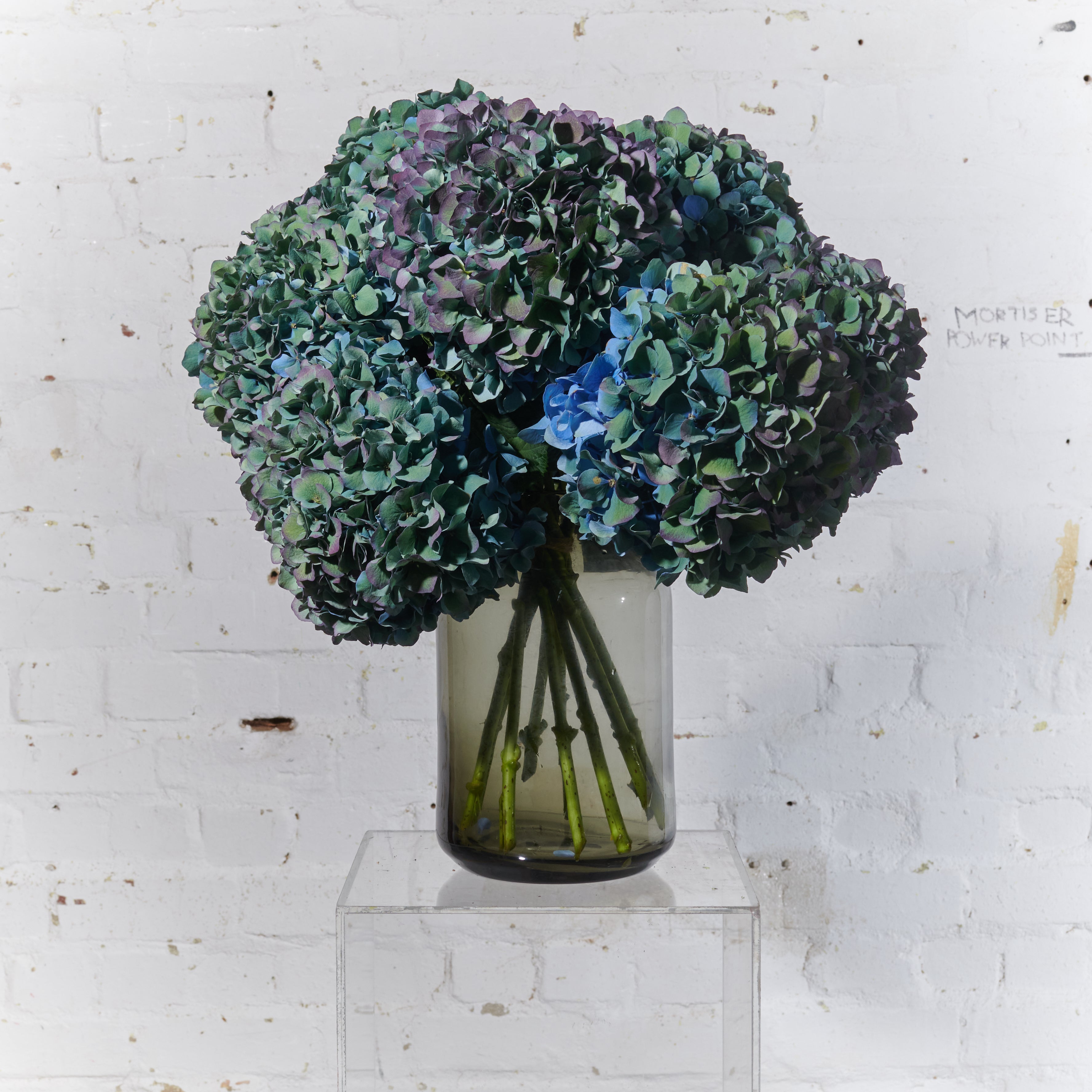 The Language of Hydrangeas