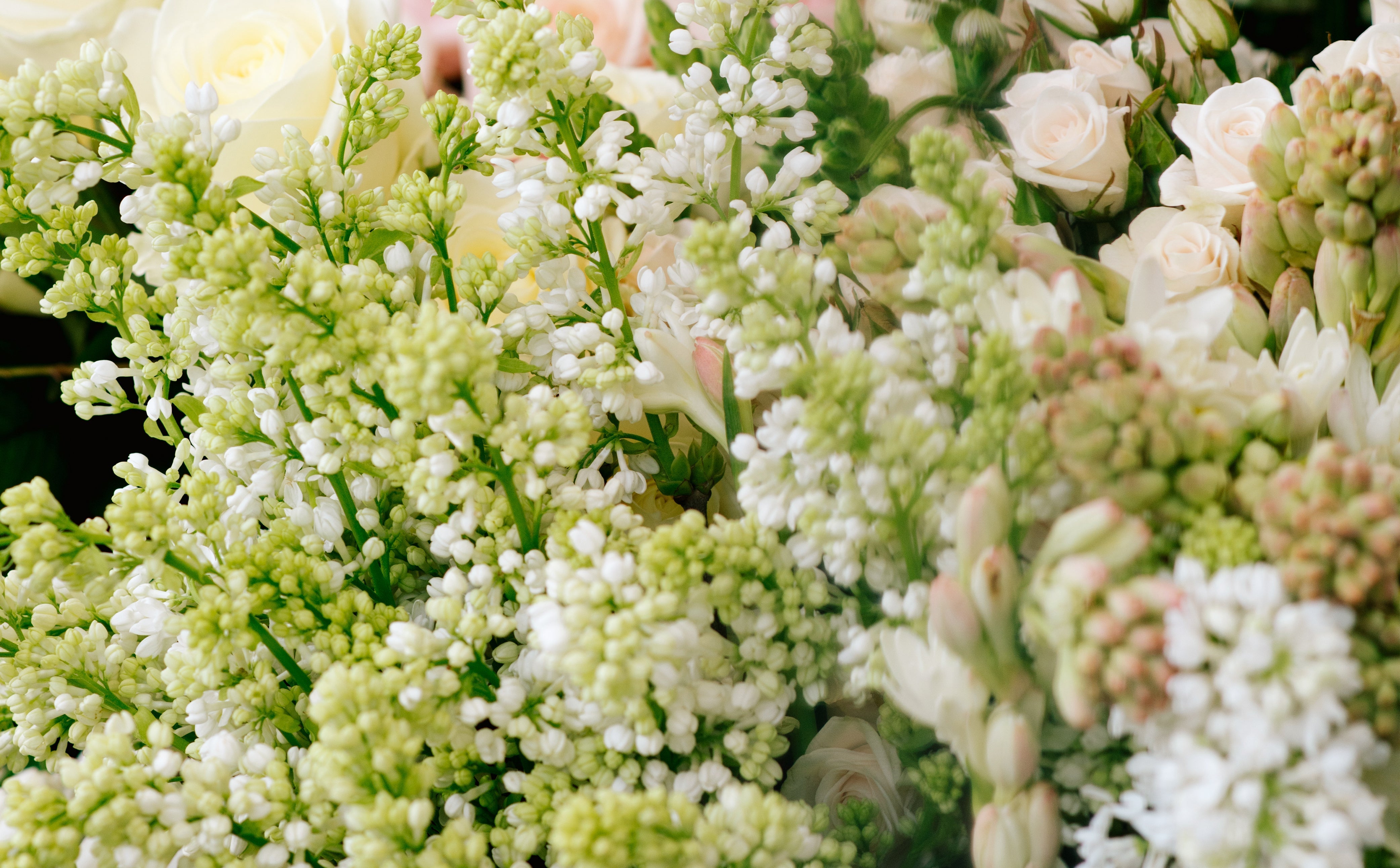 The language of Lilac