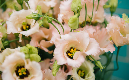 The language of Lisianthus