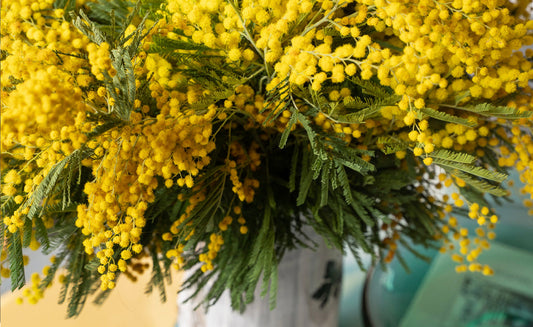 Why We Love: Mimosa