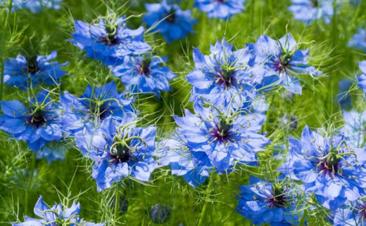 The language of Nigella