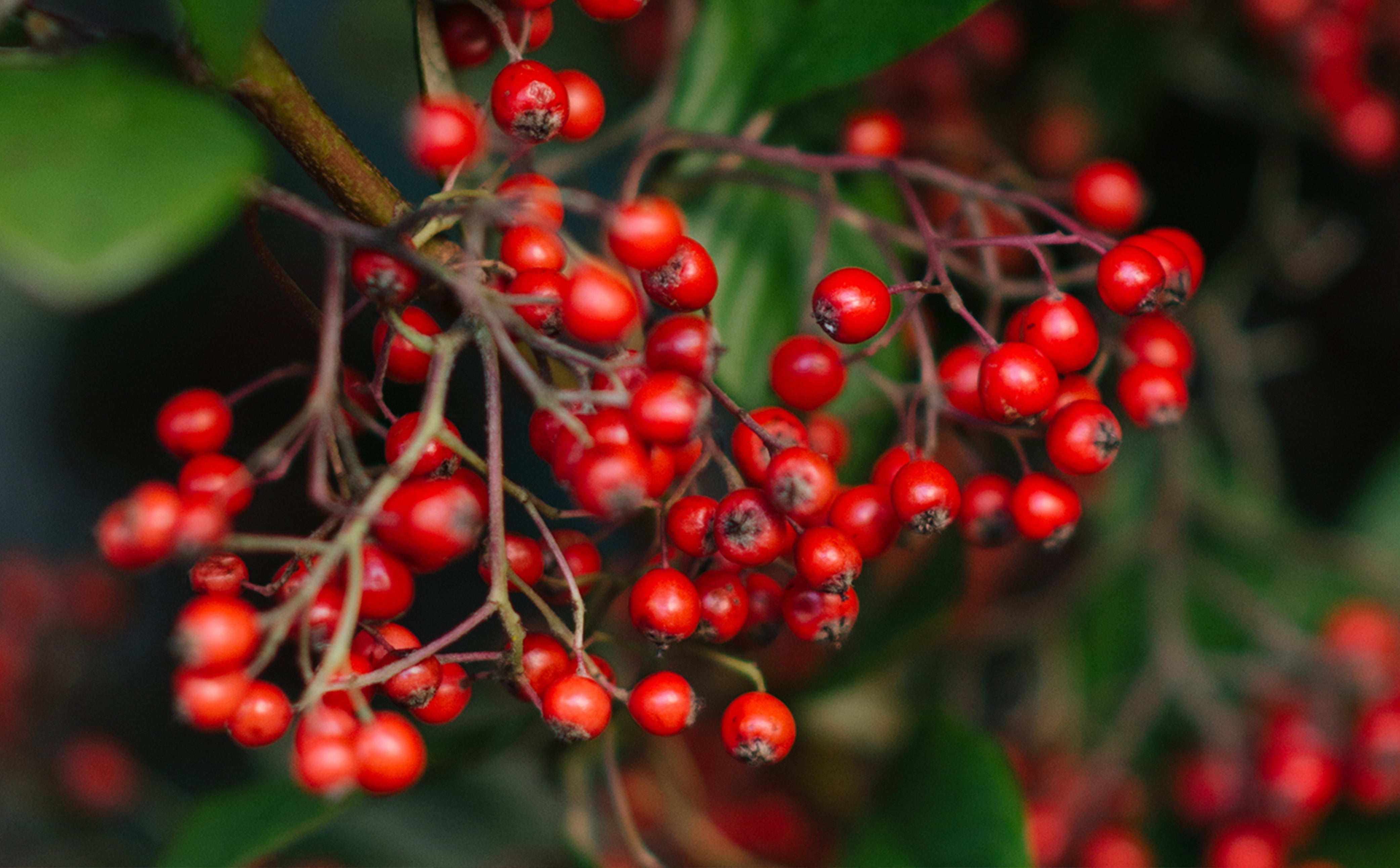 The Language of Rosehip Berries