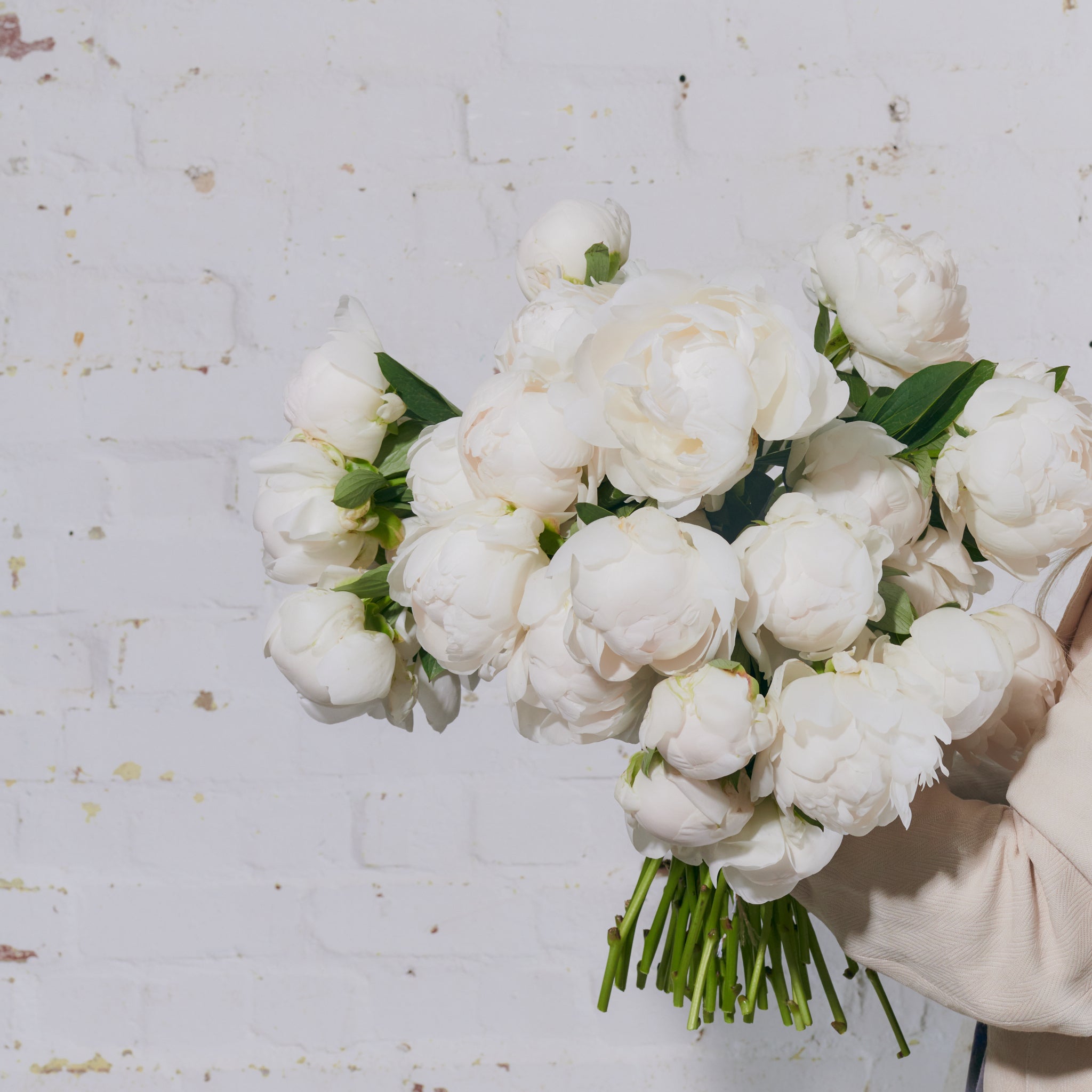 Bowl of Cream Peonies - Single Variety Bouquet - Wild at Heart - Wild at Heart