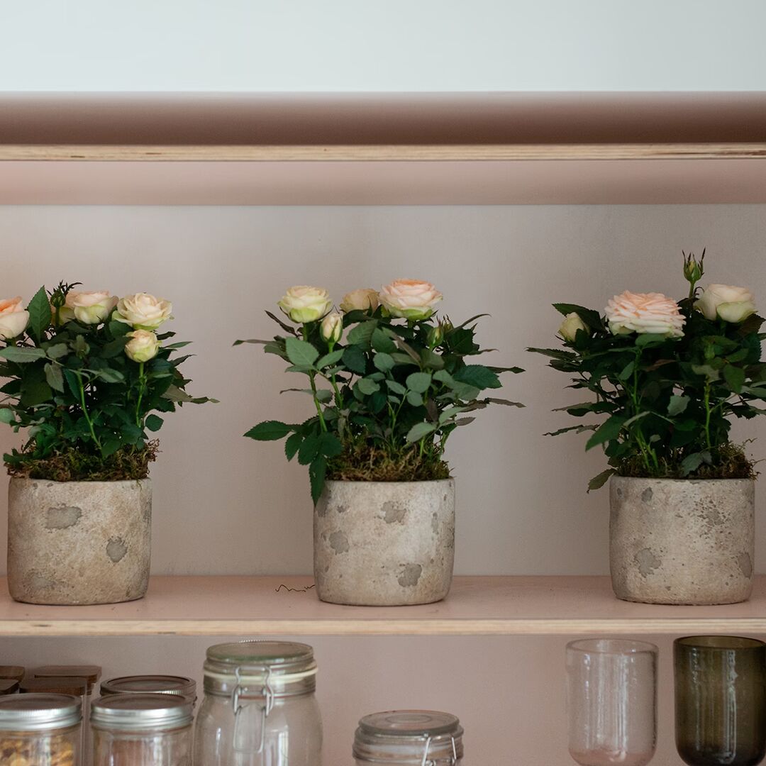 Set of 3 Potted Mini Roses - Pearl