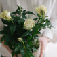 Set of 3 Potted Mini Roses - White