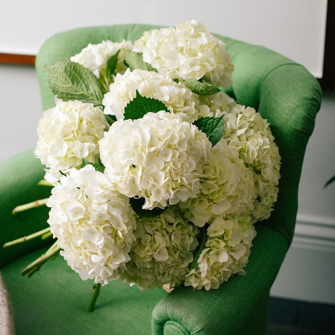 White Hydrangeas Bouquet