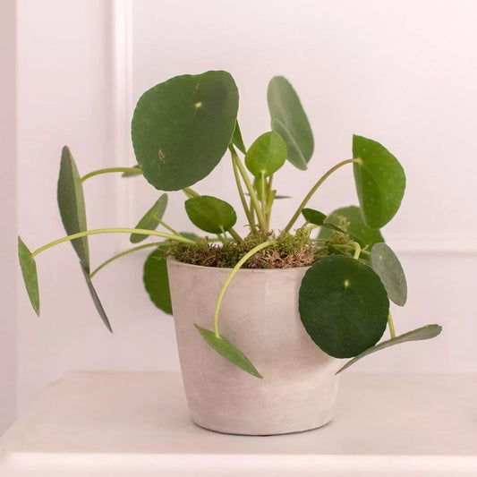 Pilea Peperomioides in a Pot