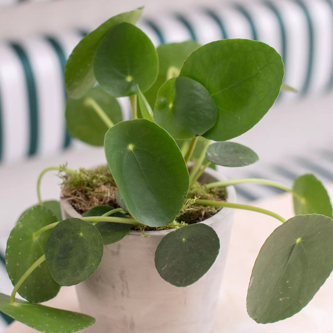 Pilea Peperomioides in a Pot