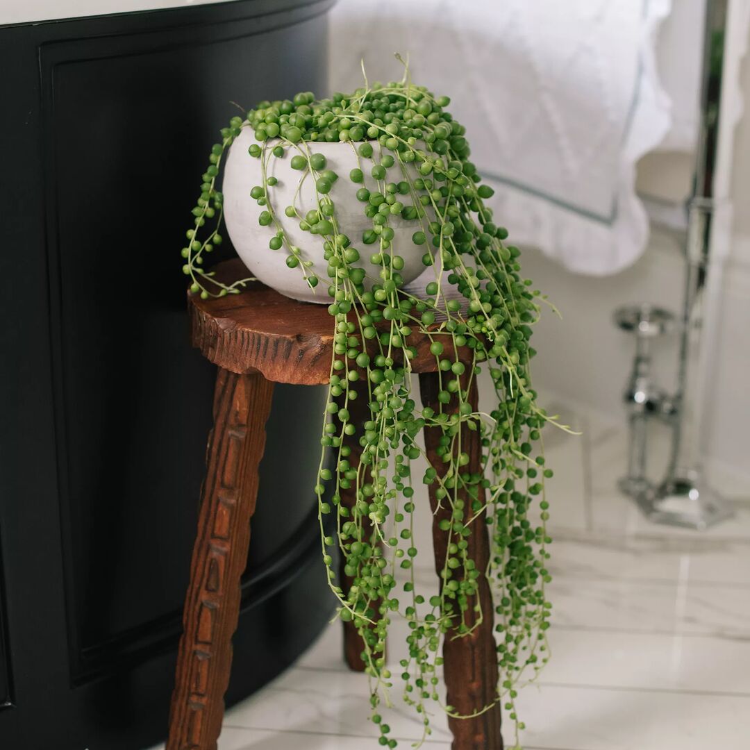 String of Pearls in a Pot