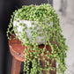 String of Pearls in a Pot