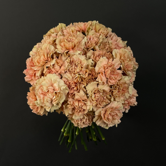 Peach Carnations - Single Variety Bouquet - Wild at Heart - Wild at Heart