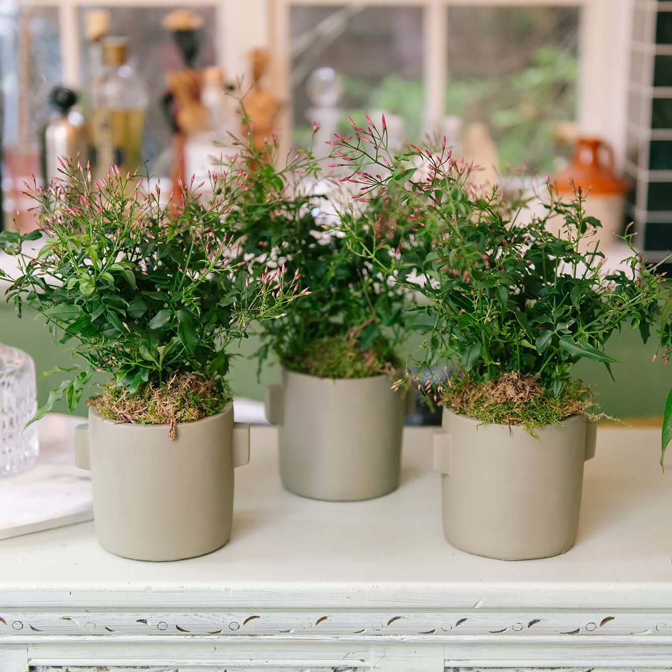Set of 3 Small Jasmine Plants