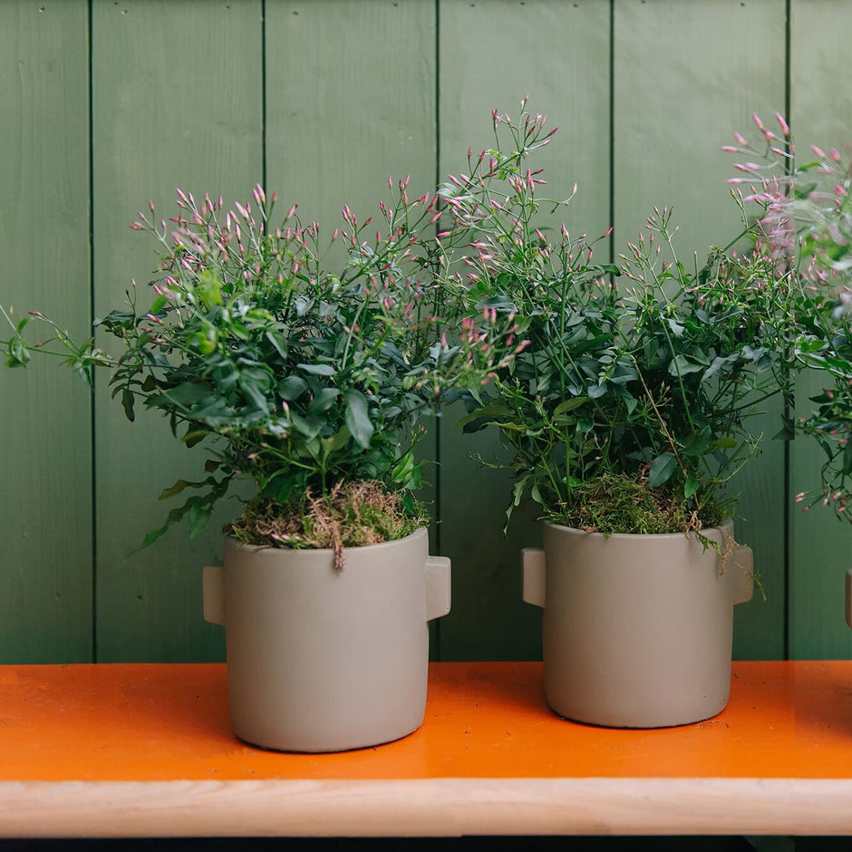 Indoor Potted Plants Wild At Heart Page 2 Wild at Heart