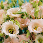 Wild at Heart Apricot Lisianthus Bouquet.