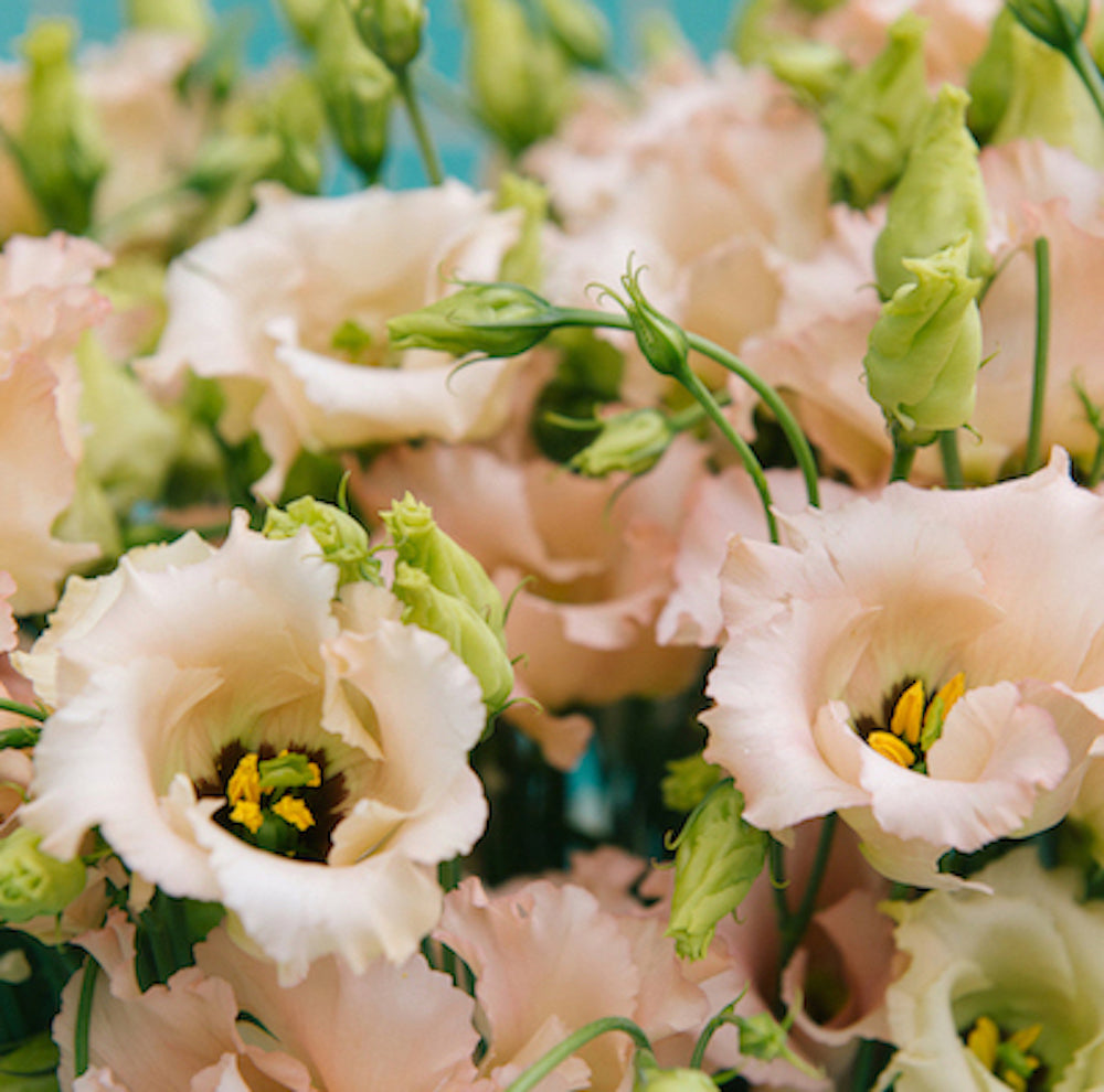 Wild at Heart Apricot Lisianthus Bouquet.