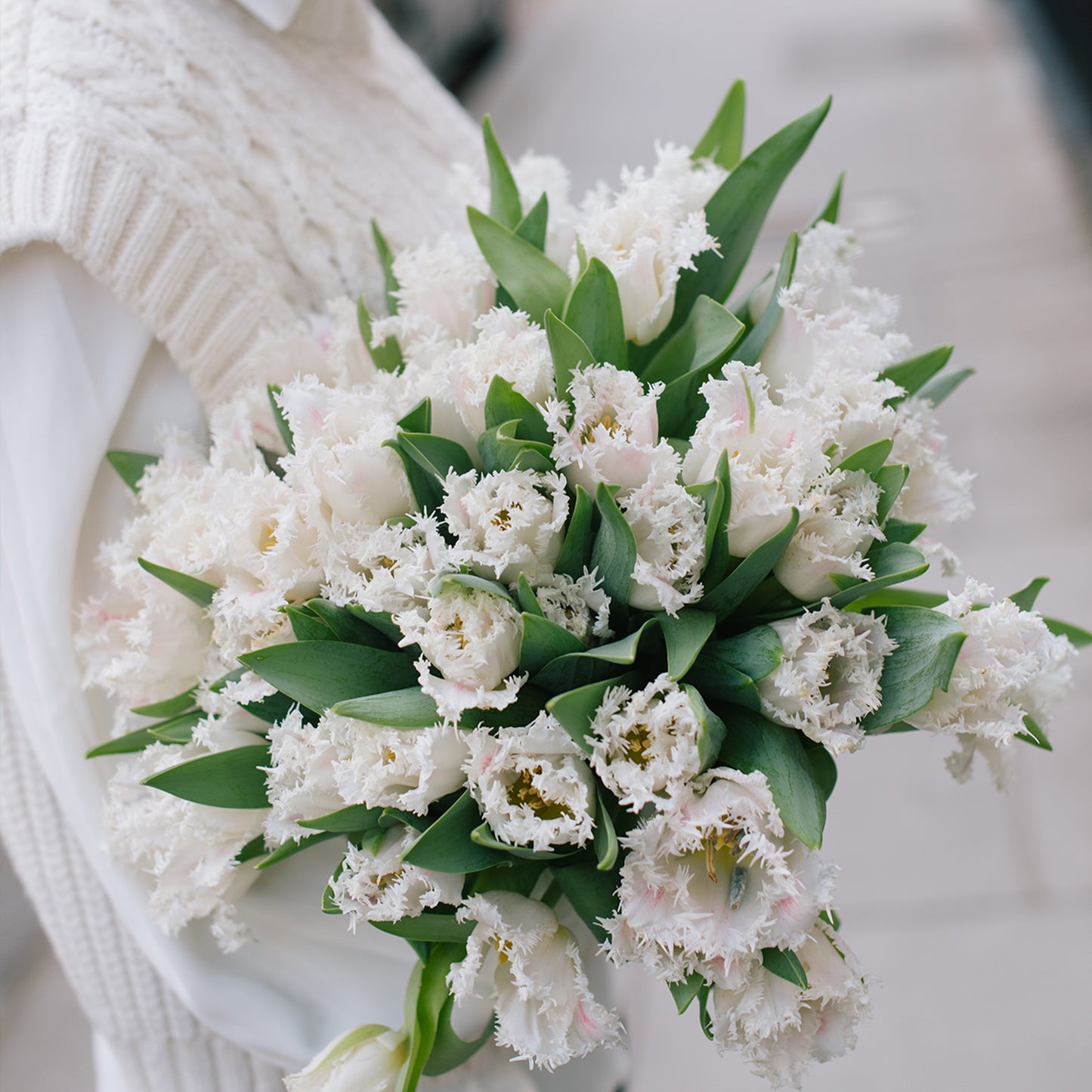 Experience the beauty of spring with our limited edition fringed soft tulips in fresh white. This stunning bouquet features carefully selected tulips with unique fringed petals, creating a one-of-a-kind display.